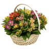 Корзина из разноцветных альстро «Веселое настроение»